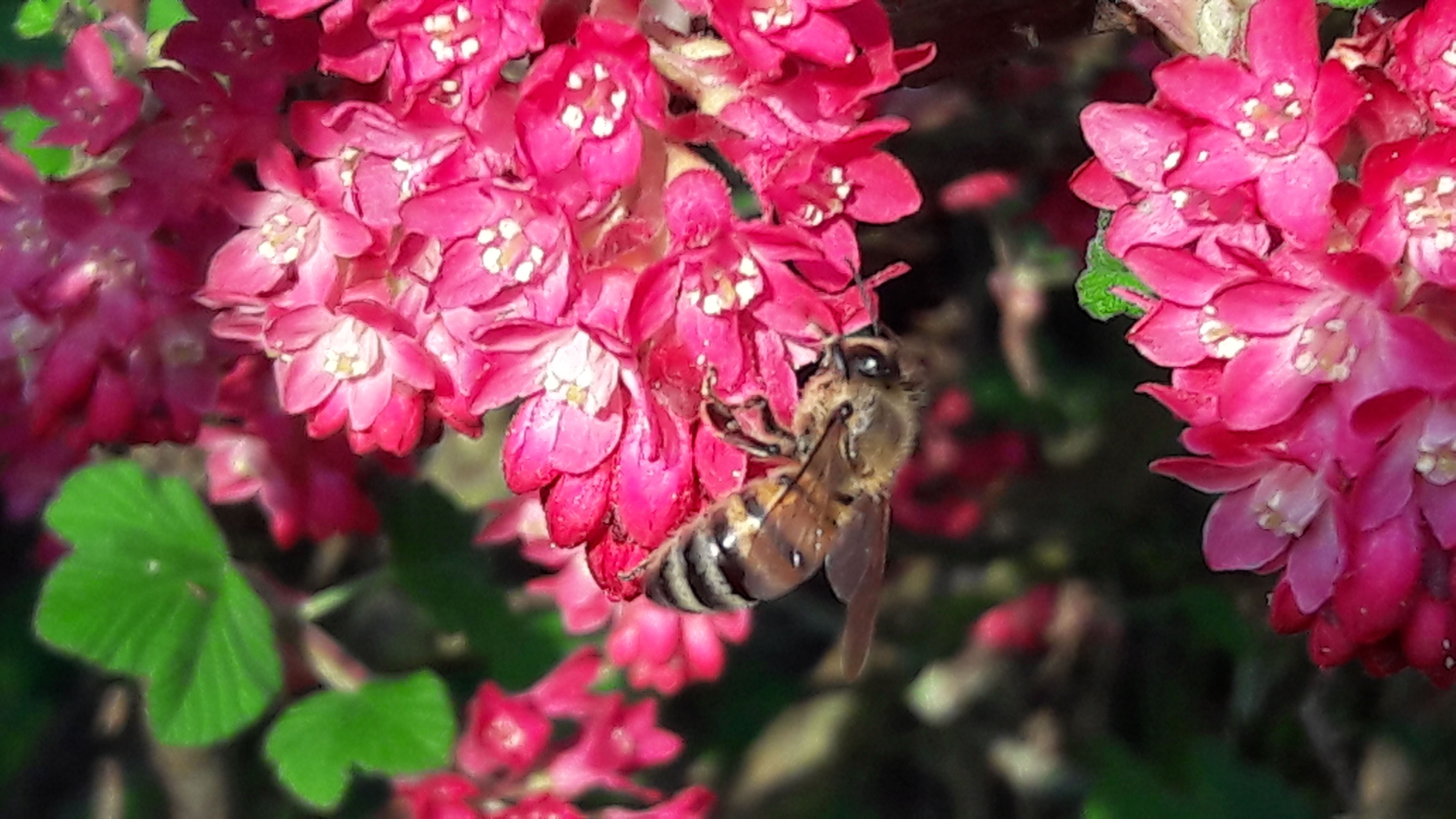Biene auf Blte von wilder Johannisbeere