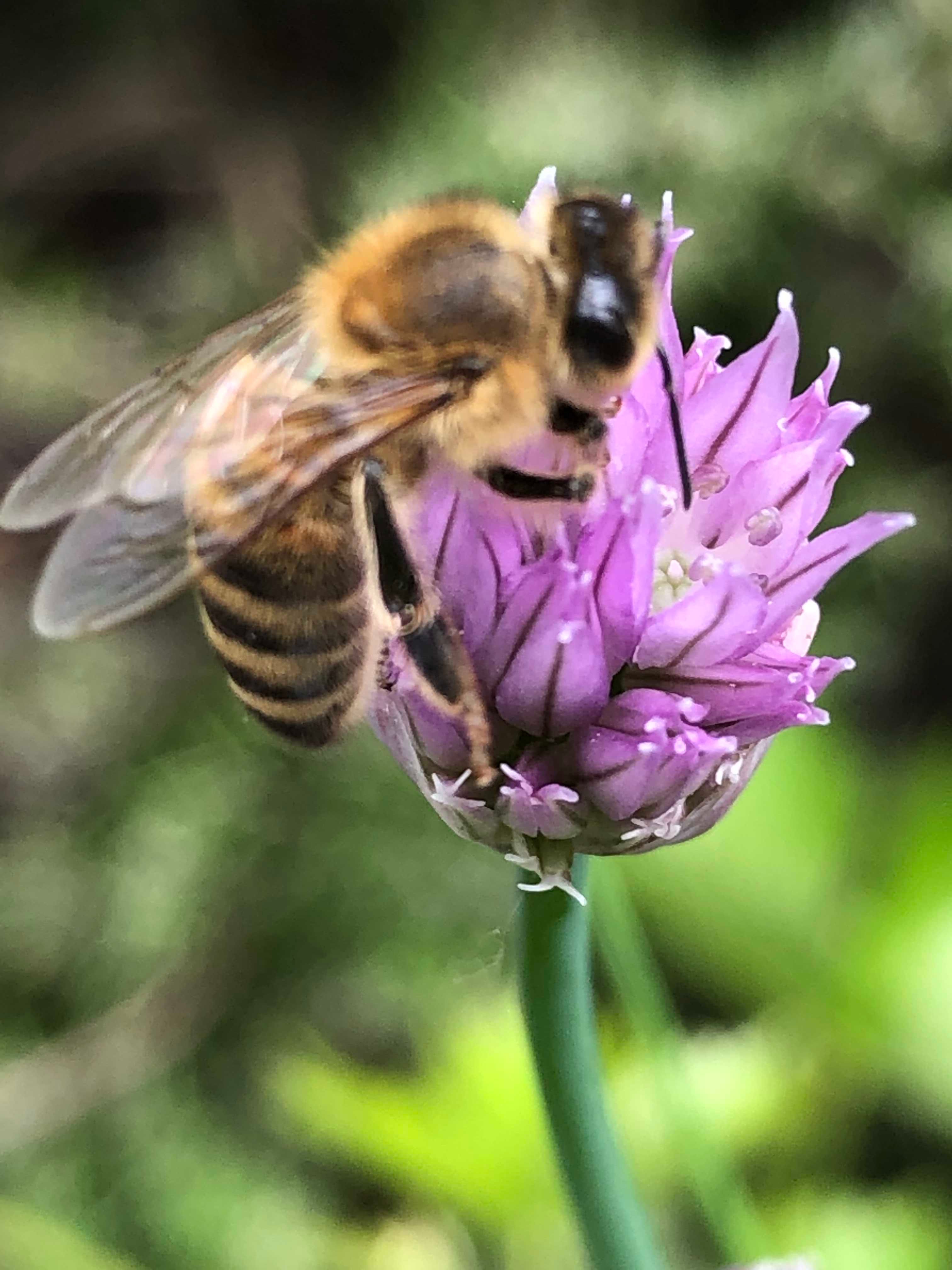 Biene auf Schnittlauchblte von Annette Hochadel