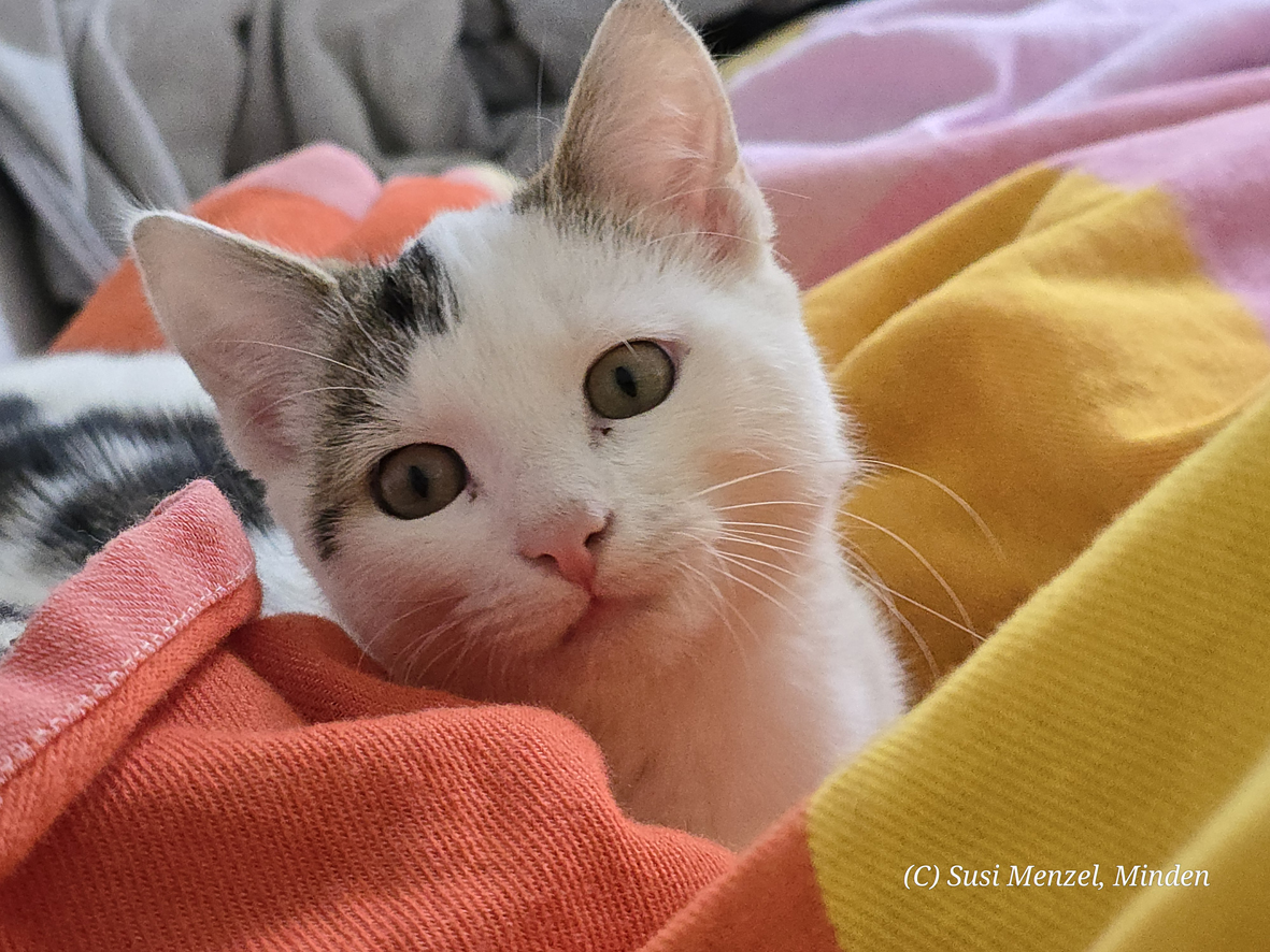 Kater zwerg auf bunter Decke