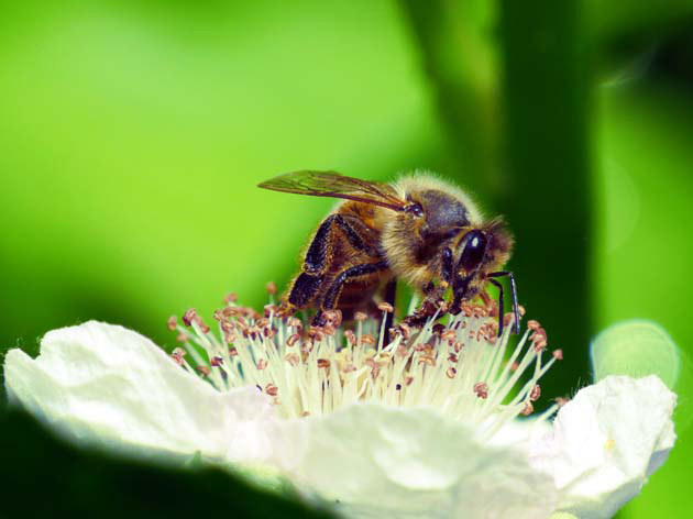 Biene auf Brombeerblüte