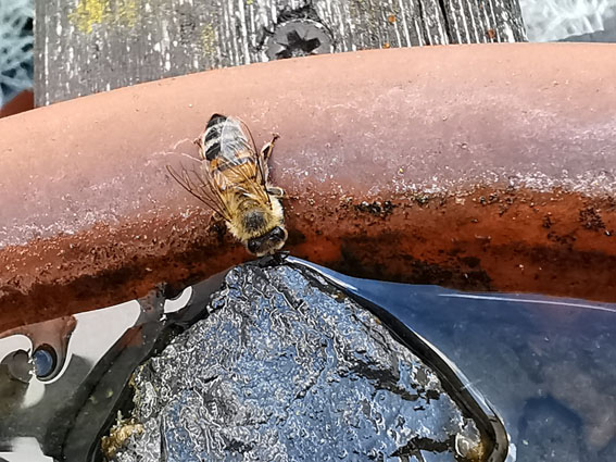 Biene auf einem Stein im Teller mit Wasser
