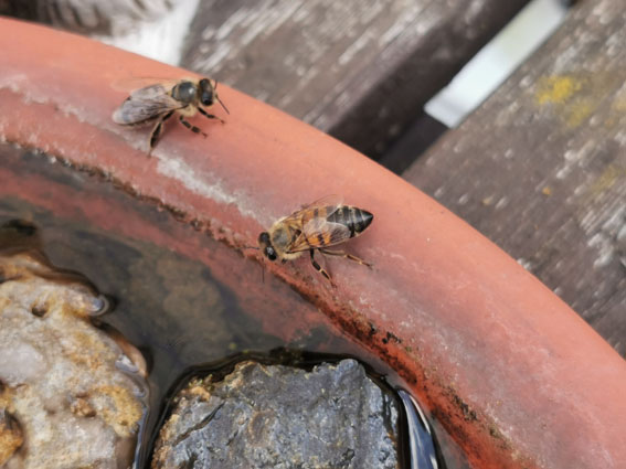 Bienen am Teller mit Wasser