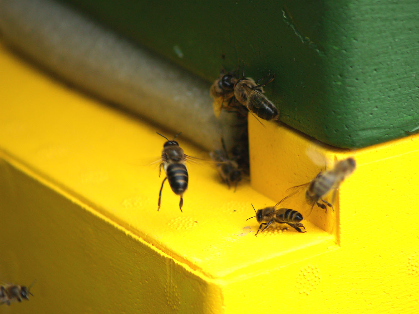 Bienen vor Bienenstock