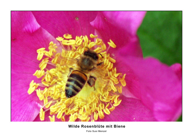 Biene auf Wildrose