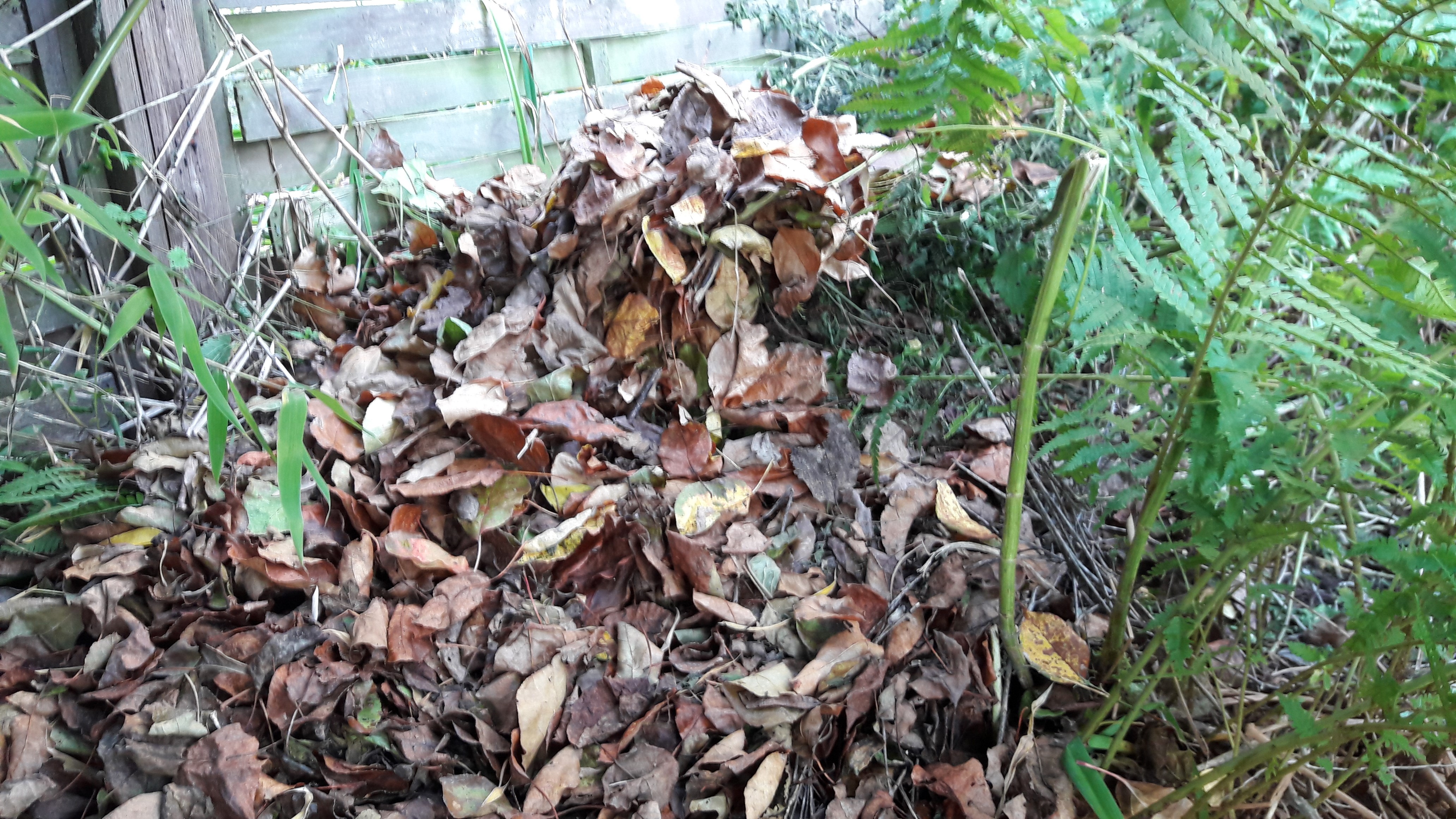 Blätterhaufen als Schlafplatz für Igel