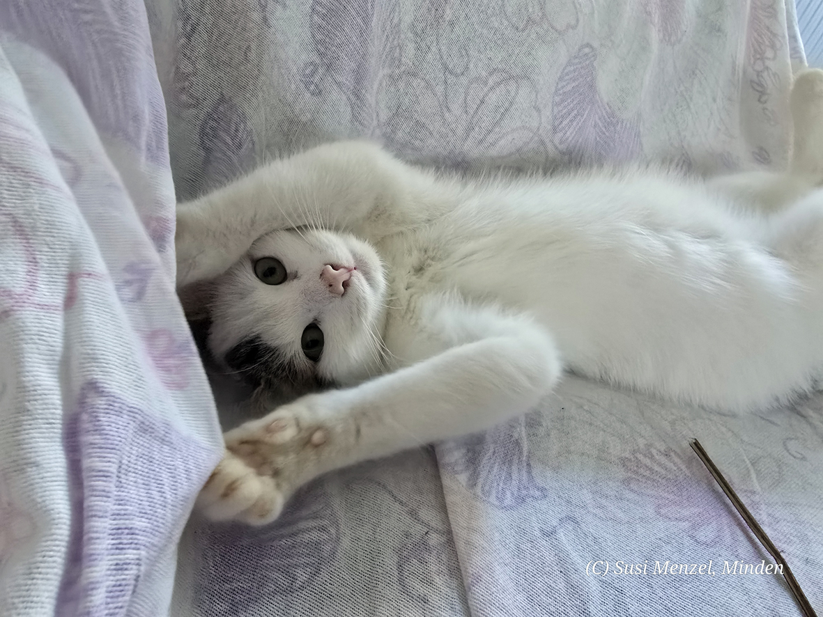 Kater Zwerg auf dem Sofa