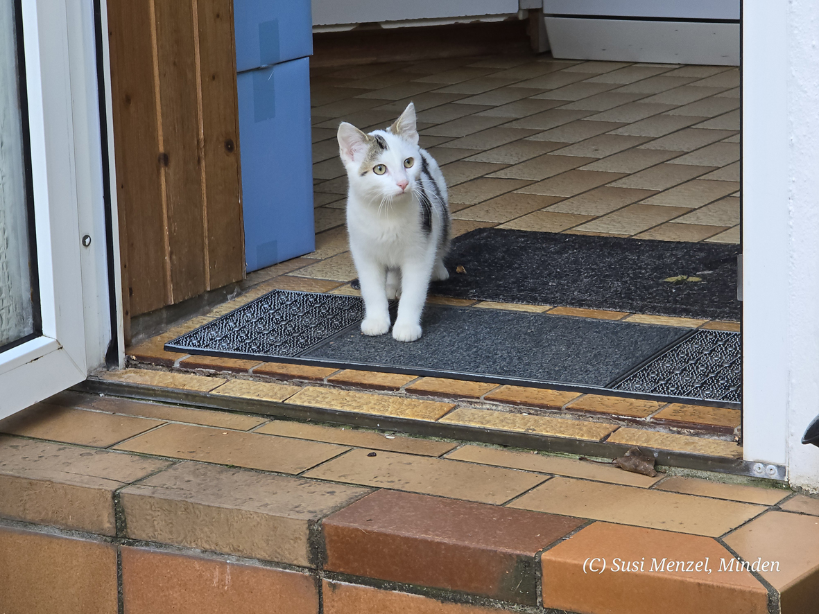 Kater Zwerg, der erste Ausflug nach drauen