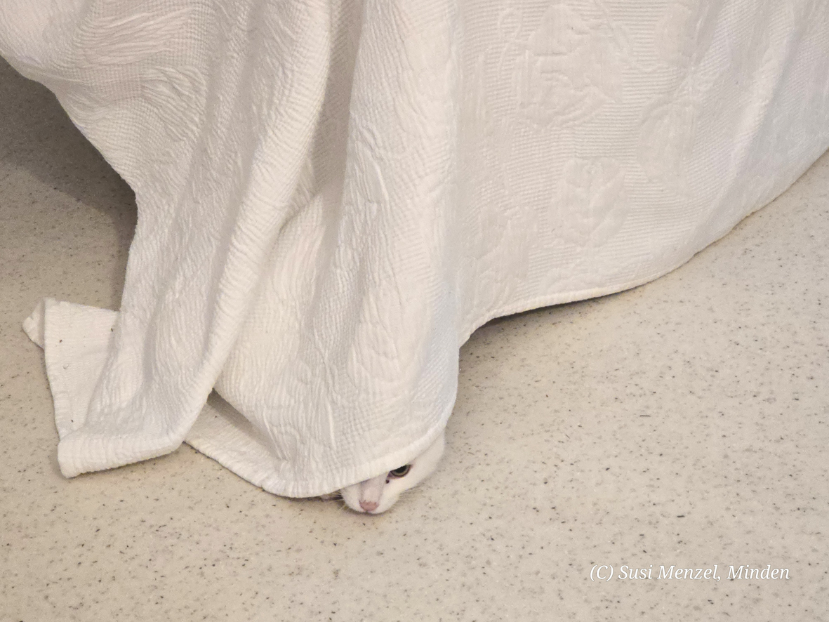 Katze versteckt sich