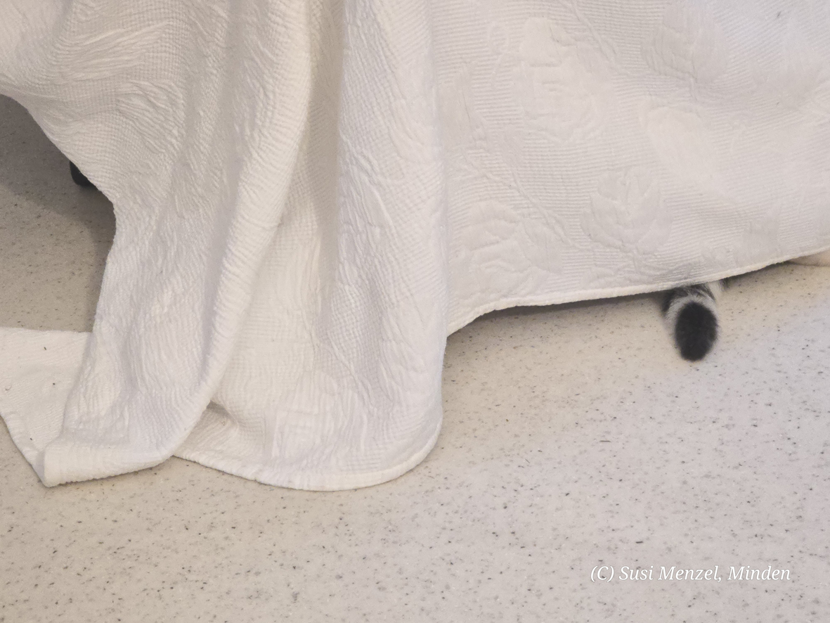 Kater Zweg versteckt sich unterm Sessel