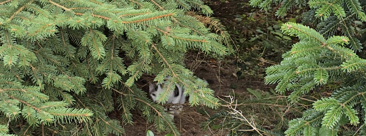 Kater Zwerg unter dem Tannenbaum